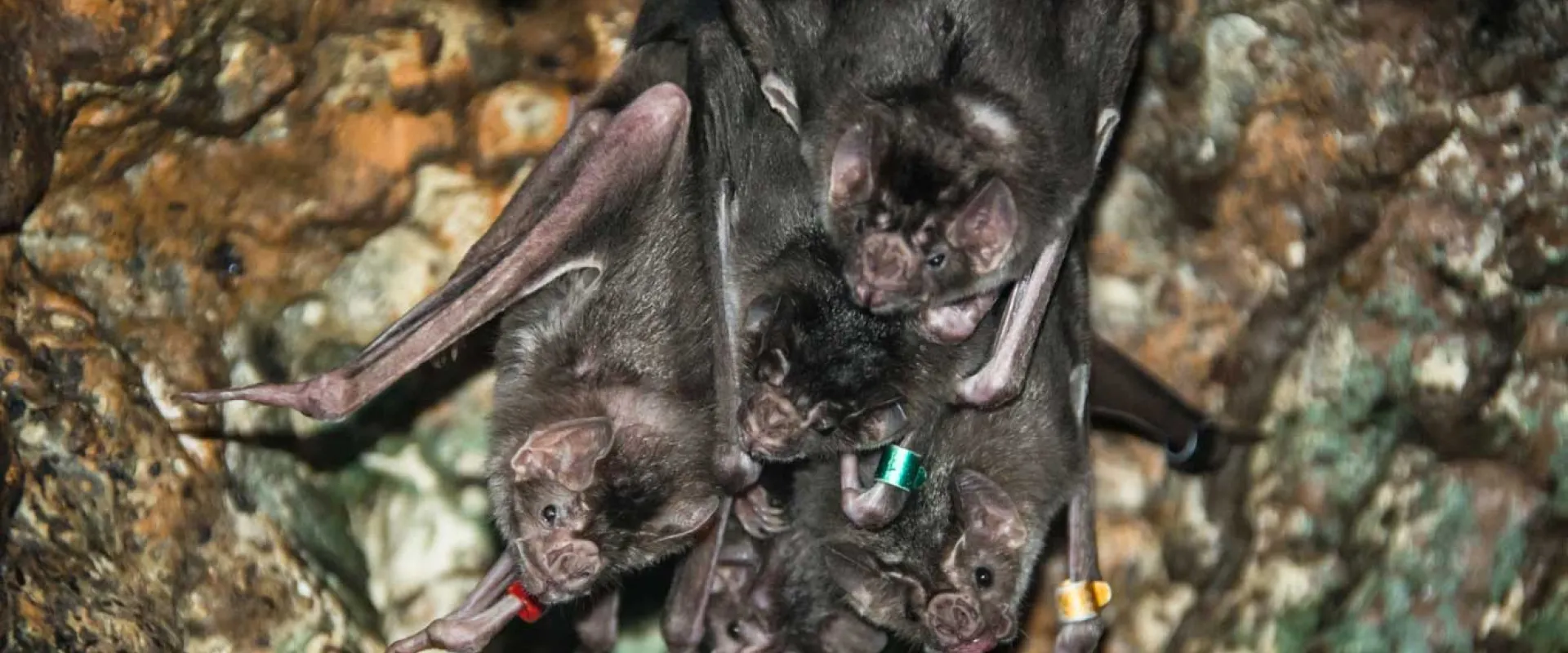 A group of five, small, brown Vampire Bats hanging upside down from a cave wall, looking at the viewer with their large ears and beady black eyes.
