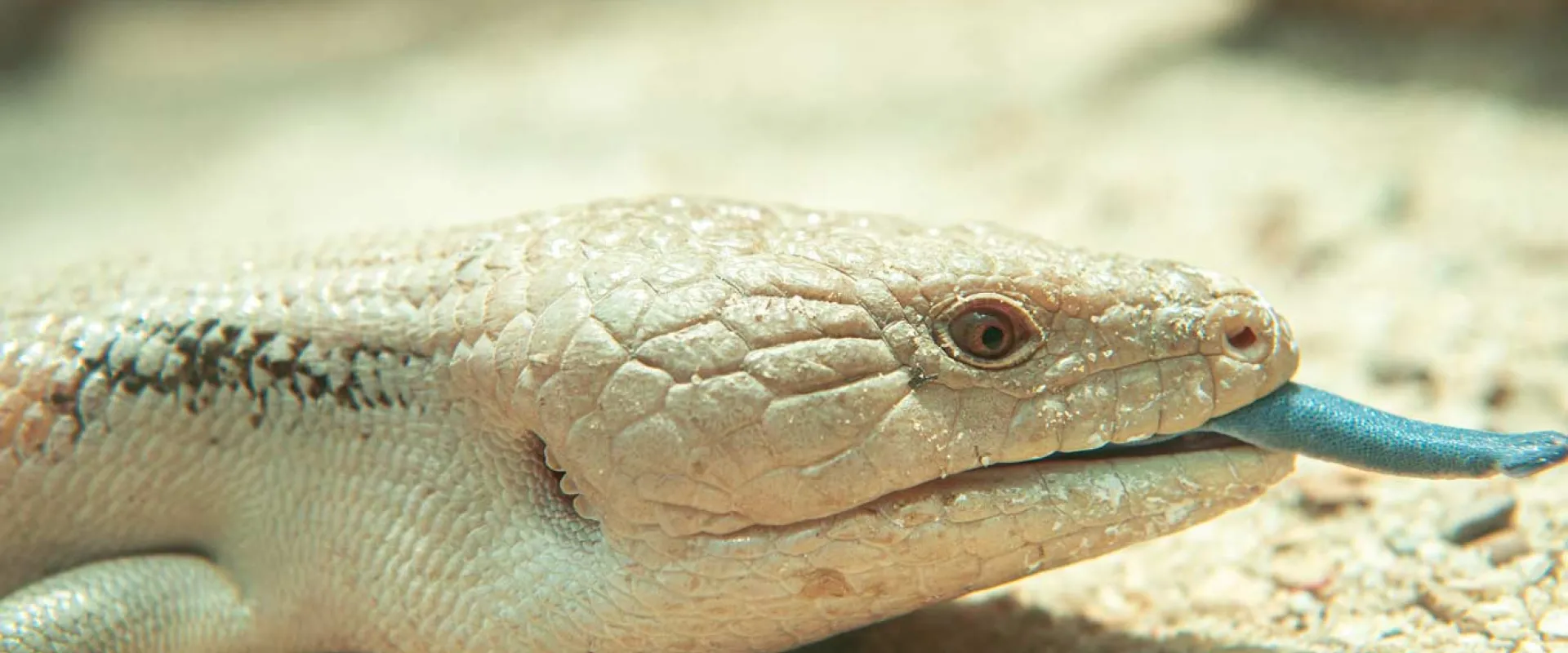 Blue-tongued Skink with its bright blue tongue sticking out while its tan skin blends into the tan, sandy ground that its sitting on.