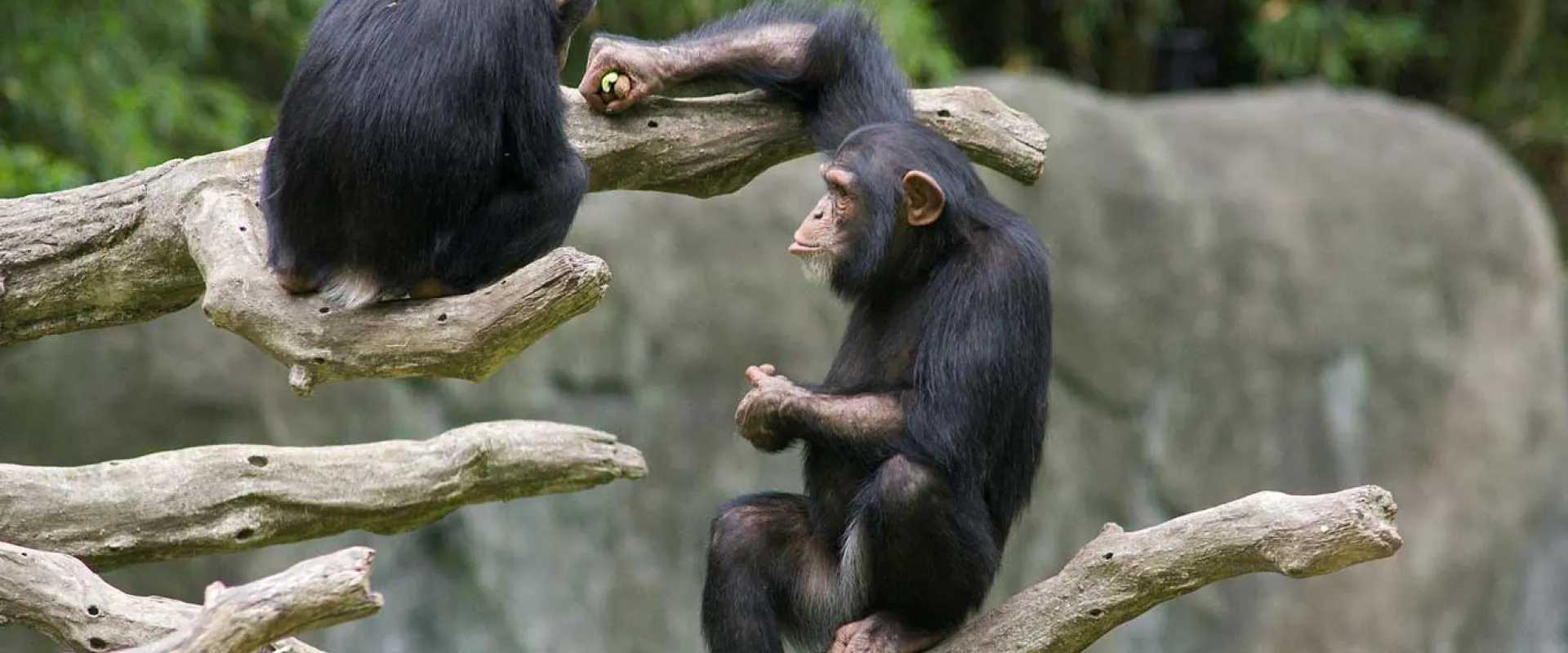 Two young Chimpanzees eating on their climbing tree in a zoo habitat that is filled with trees and surrounded by a tall, rocky wall..
