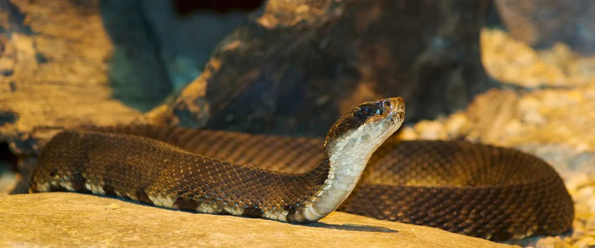 A long, brown snake with a white and black patterned belly, called a Cottonmouth lying uncoiled with its head raised along a rock, with other rocks visible in the background.