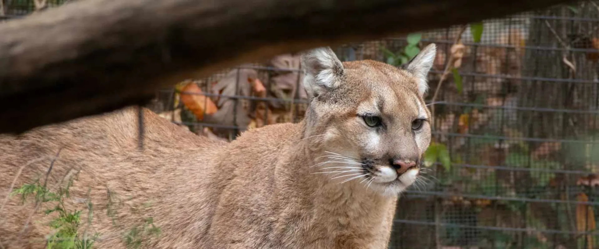 Cougar walking through the trees in its habitat.