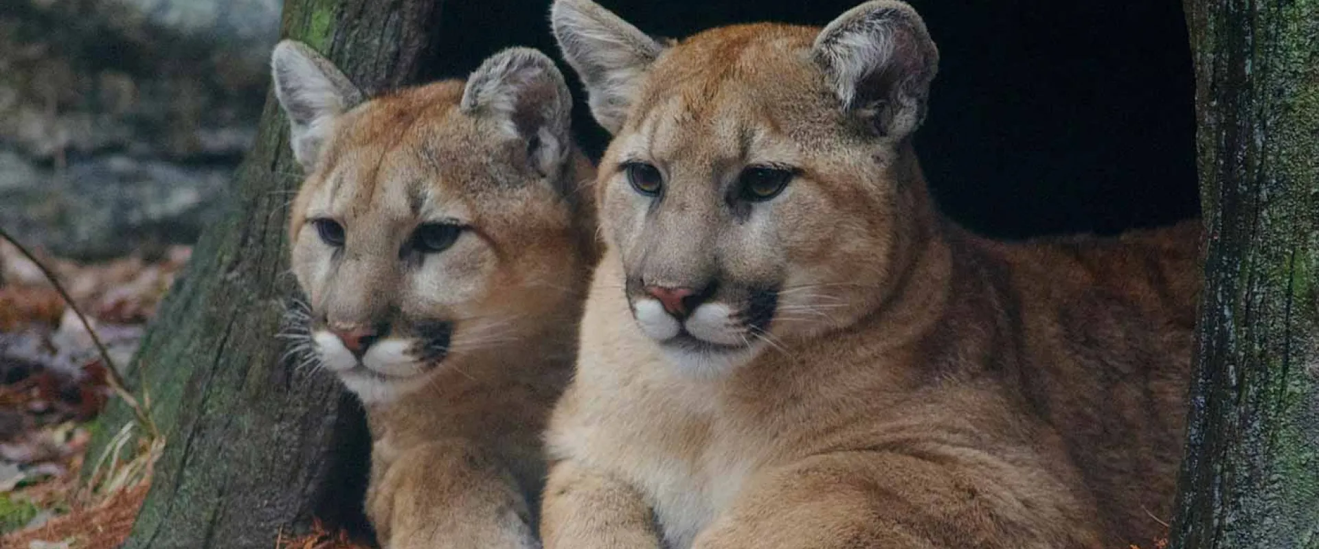 Two adult Cougars, which are large cats with medium, rounded ears and thick tan fur, lay huddled together, looking out of a cutout in a tree stump in a Cyrpress Swamp.