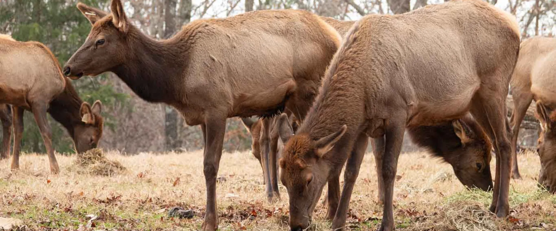 A group of female Elk grazing in the grass on what appears to be a Fall day, given the color of the grass and sparse leaves on the trees behind these shaggy brown, deer-like creatures.