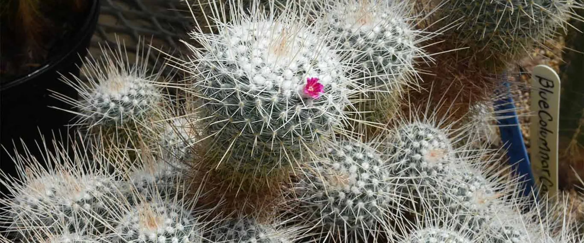 A zoomed in view of a cactus made up of small, green, spike covered balls growing in a cluster together. 