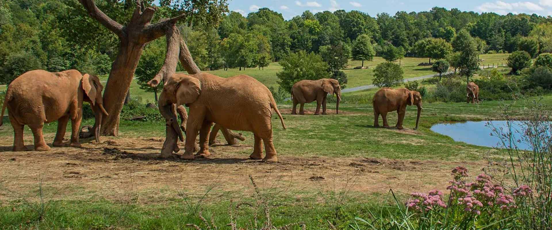 Two elephants stand next to a broken, leaning tree in a vast grassy field. Further behind them, two more elephants stand together next to a small pond. Far in the background, another elephant grazes next to a cluster of shrubs.