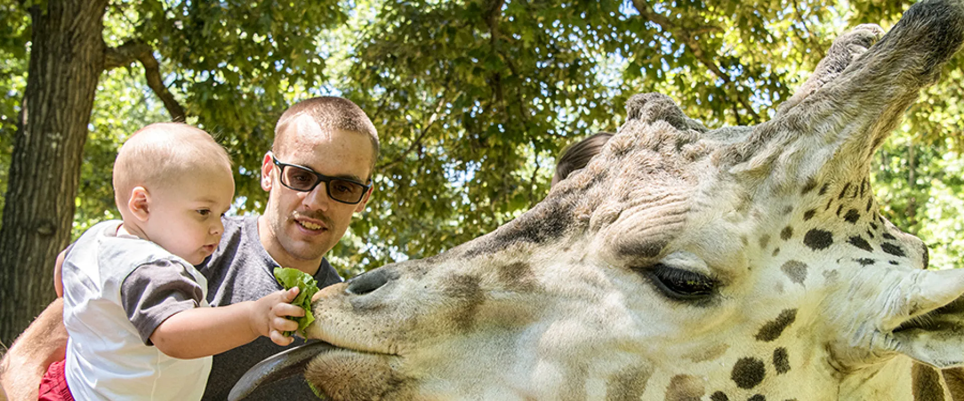 A man with buzzed hair wearing sunglasses is holding a small toddler who is feeding a giraffe lettuce. There are trees visible in the background.