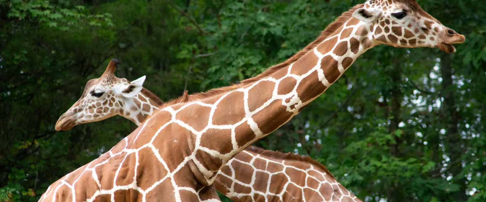 Two giraffes , stand side-by-side in a wooded area with tall trees and green foliage at the North Carolina Zoo. The giraffes have distinct brown and white patterns on their bodies