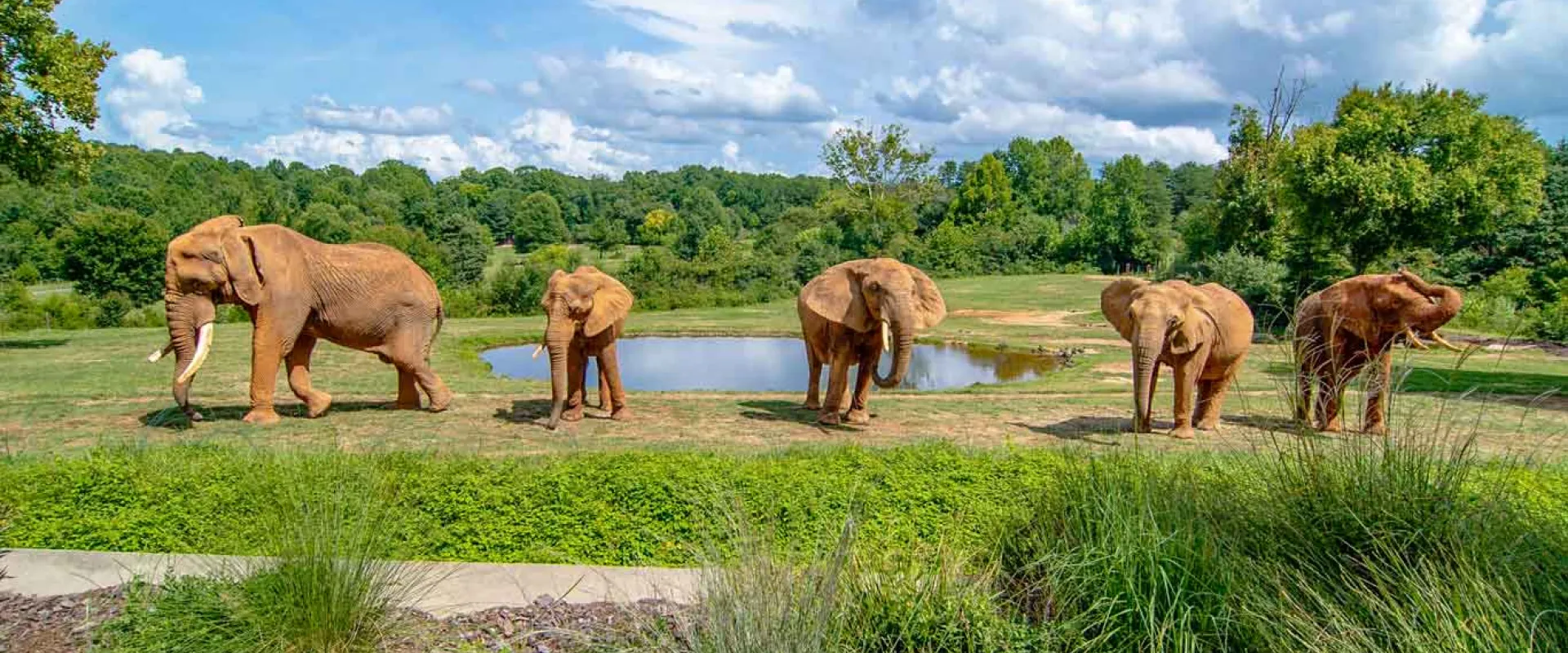 A group of five elephants stand in a row, all facing different directions in front of a pond. A paved path winds in the foreground, and a wide open field lined with trees stretches in the background under a beautiful blue sky.