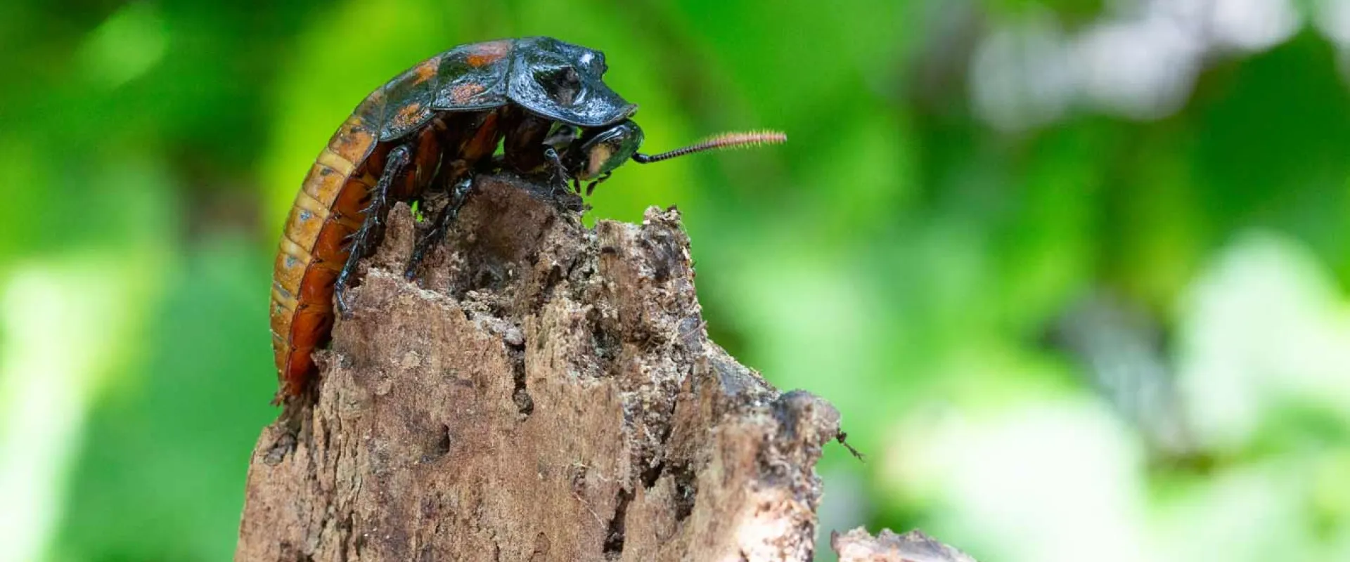 A Hissing Cockroach crawling to the top of a small stump. This insect has a long, brown body, with a black face and legs.