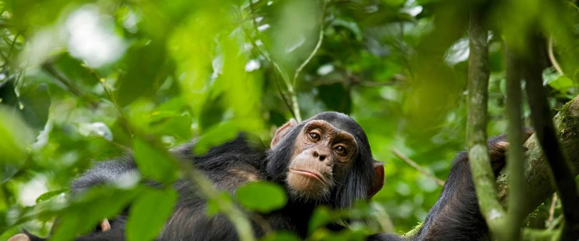 A medium-sized Chimpanzee leaning over onto a branch, looking down at the viewer from the tops of the trees, surrounded by lush green leaves.