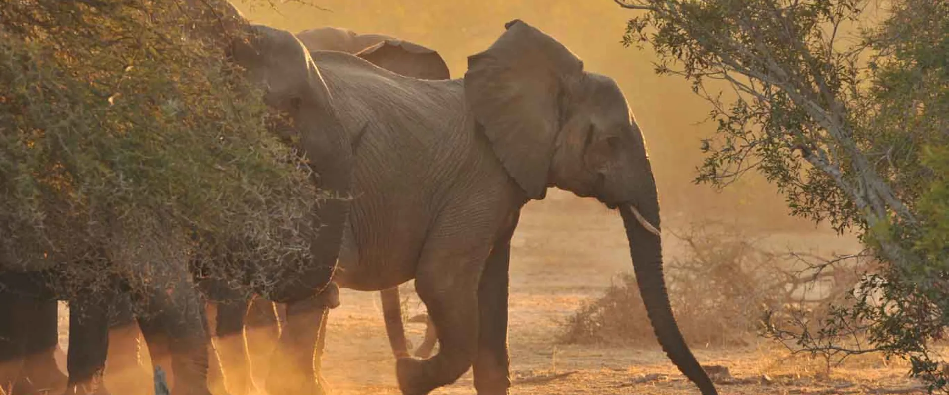 Three Elephants kicking up dust in a large, open savanna with trees sprinkled in the foreground and background. The orange glow suggests that it is sunset.