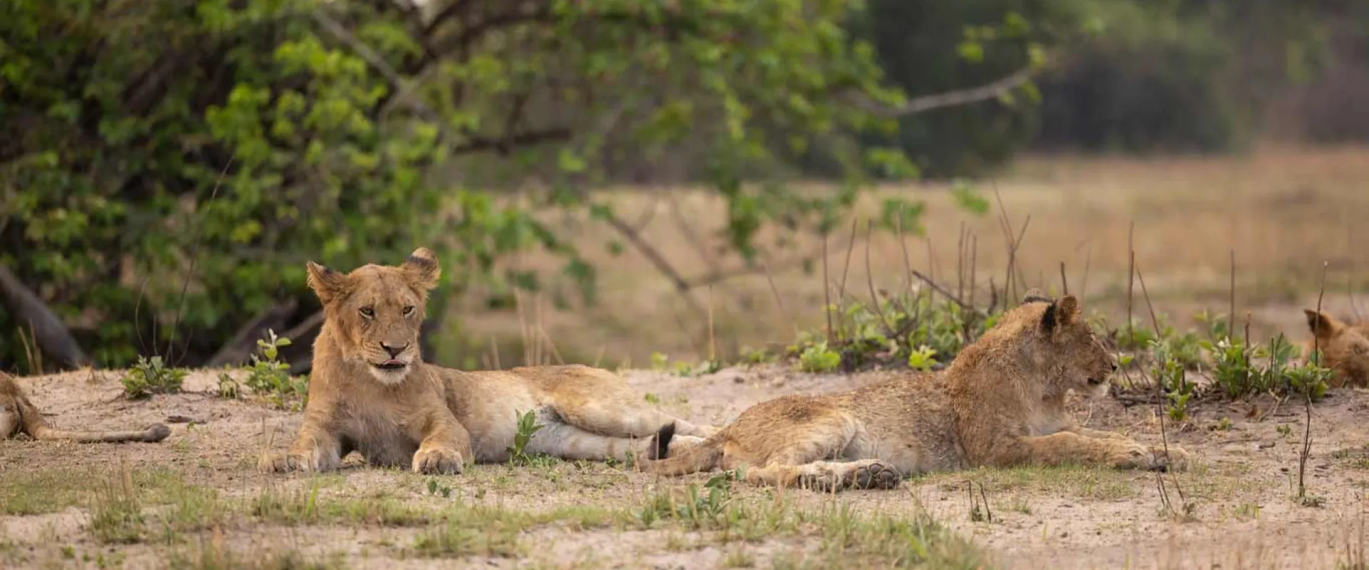 Two African Lion cubs lying together on the dusty ground in a vast field. There are trees around them and in the background.