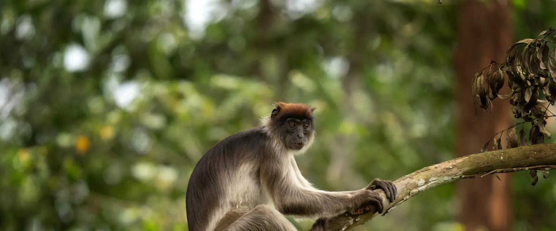 Red Colobus Monkey sitting on a branch in a dense forest, with its shaggy brown and grey fur and red tuft on its small head.