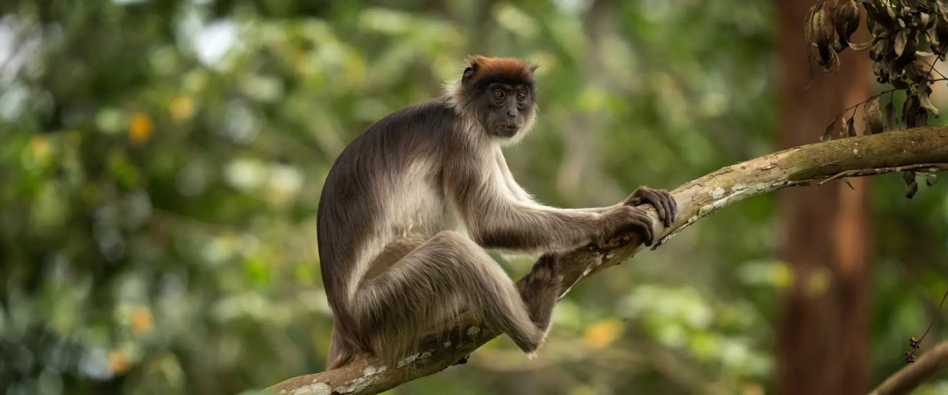 Red Colobus Monkey sitting on a branch in a dense forest, with its shaggy brown and grey fur and red tuft on its small head.