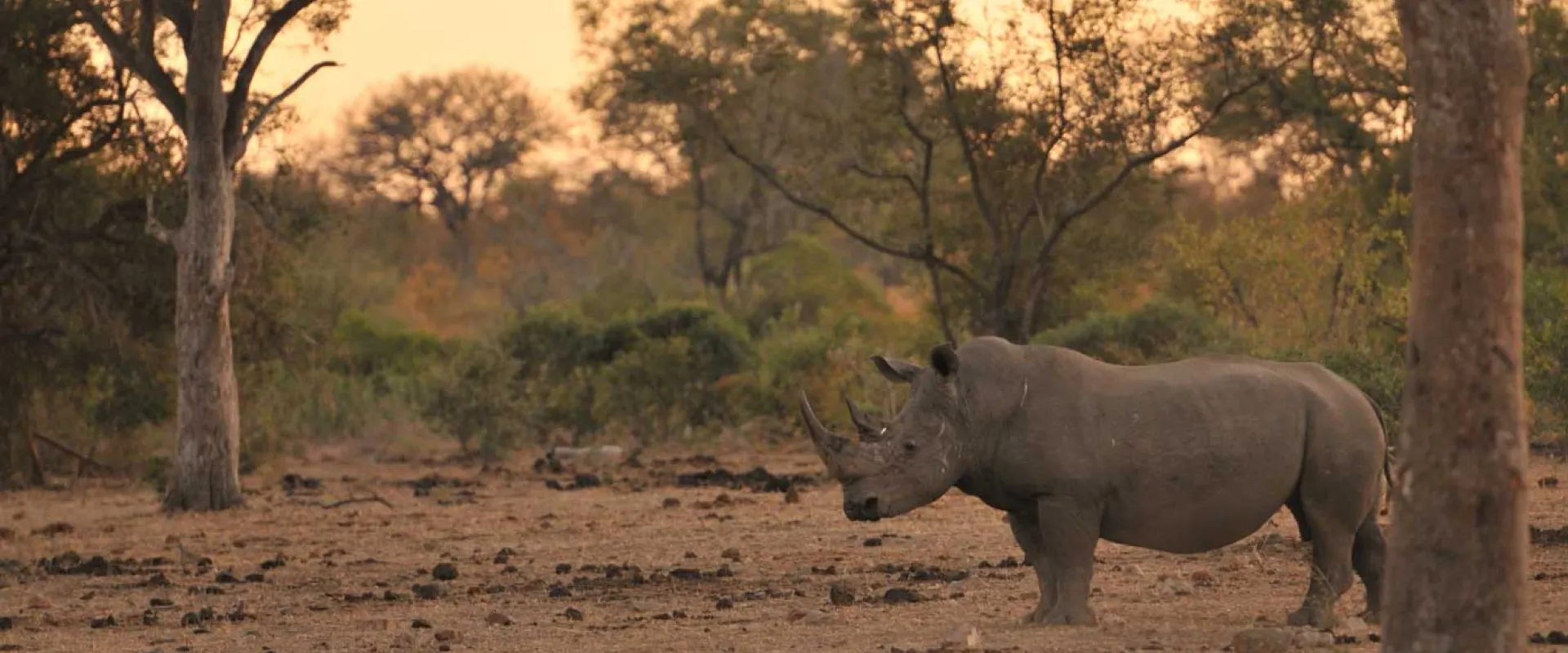 A large grey rhino stands alone, nibbling on grass in the middle of a wide plain that is sprinkled with trees and patches of tall grass as the sun sets in the background.