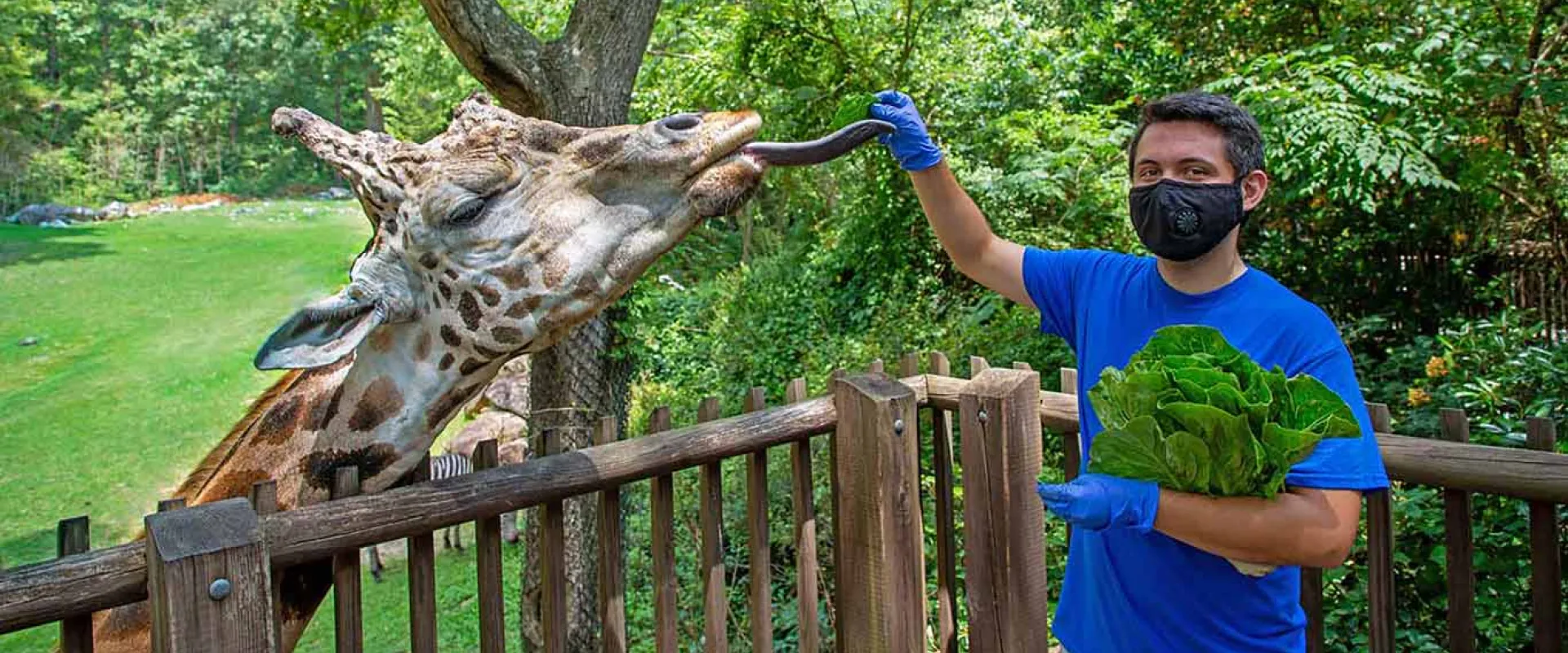 A man with dark hair and wearing a NC Zoo staff uniform and a mask, working the giraffe deck feeding deck. He is holding a head of lettuce in one arm and is extending the other out to feed a giraffe standing next to him with its tongue out.