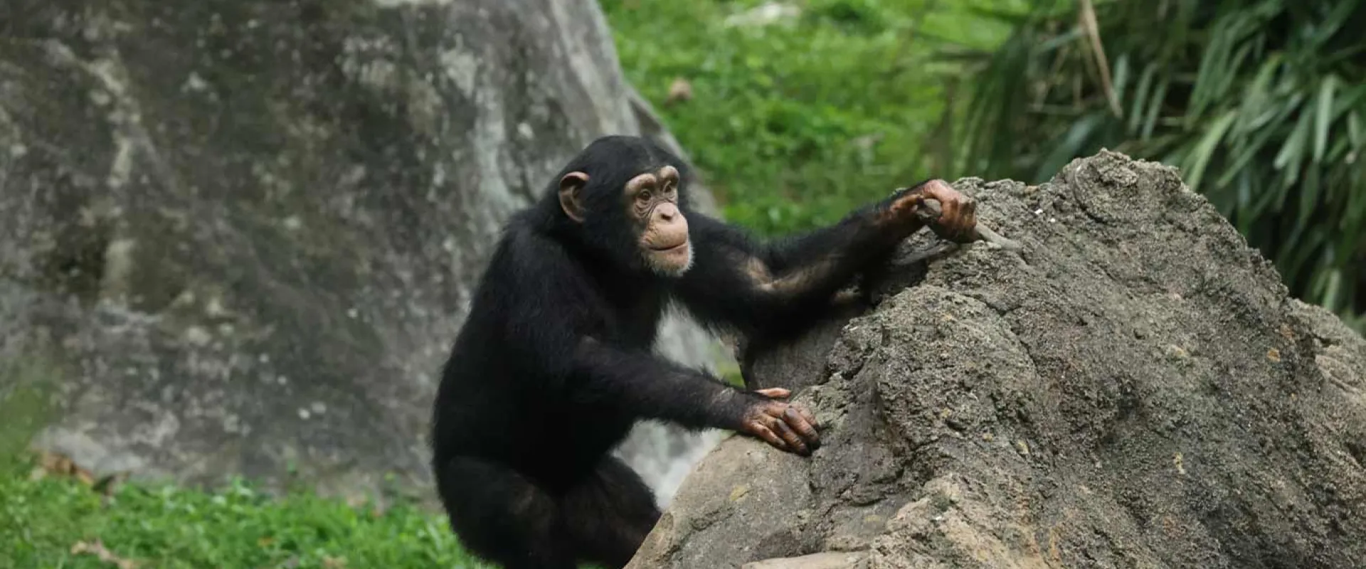 A small Chimpanzee with large ears, black fur and a brown face climbs up the side of a large boulder. The background appears to include green grass and some trees.