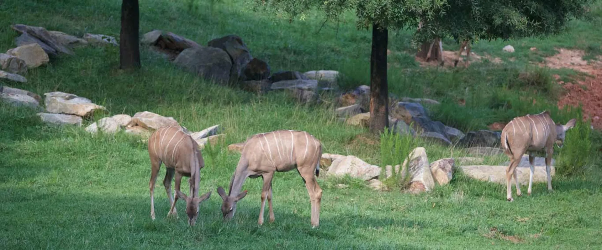 A small group of Greater Kudu grazing on the grassland. These animals are the size of a deer, with light brown, velvety fur  and distinctive white stripes going down their flanks.