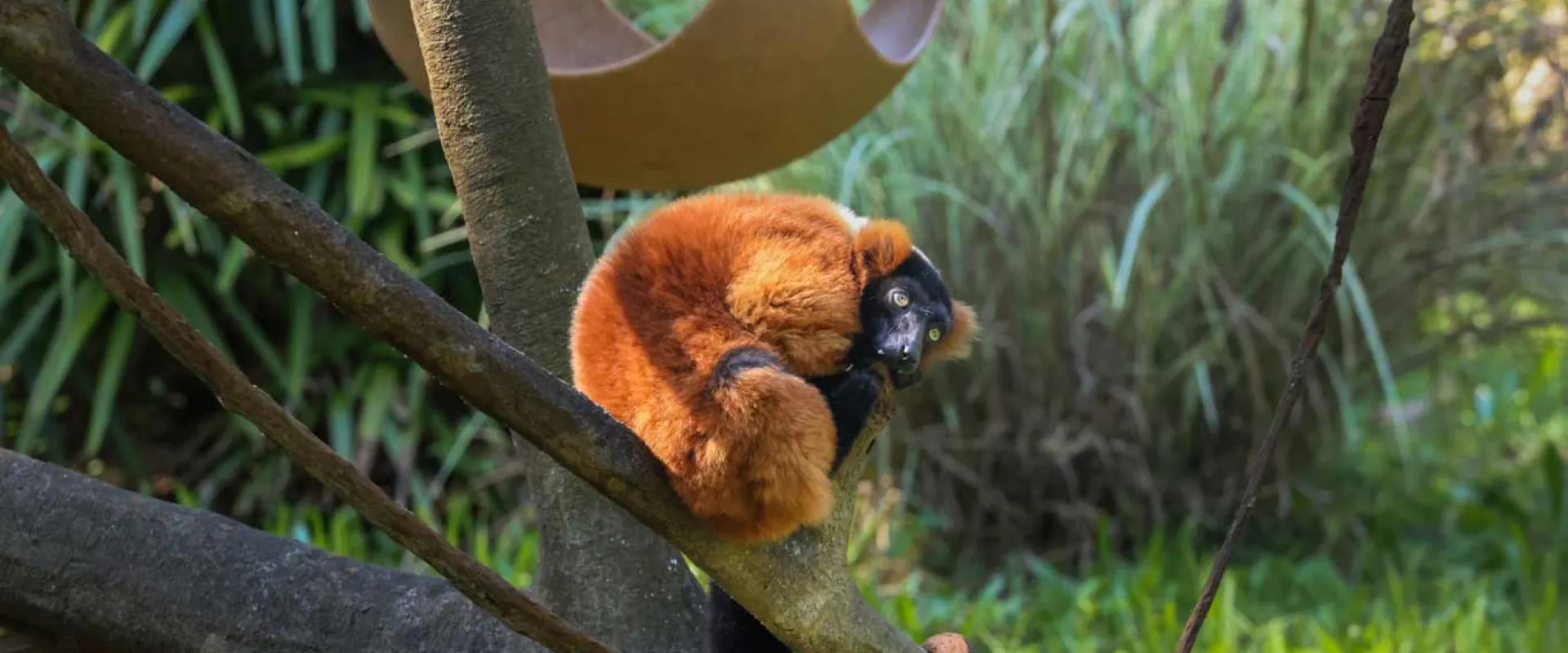 A Lemur with thick rust colored fur and a black face and tail, sits hunched over on a thick branch. In the background is a hanging, spherical hammock, more thick branches, and some tall grasses and trees.