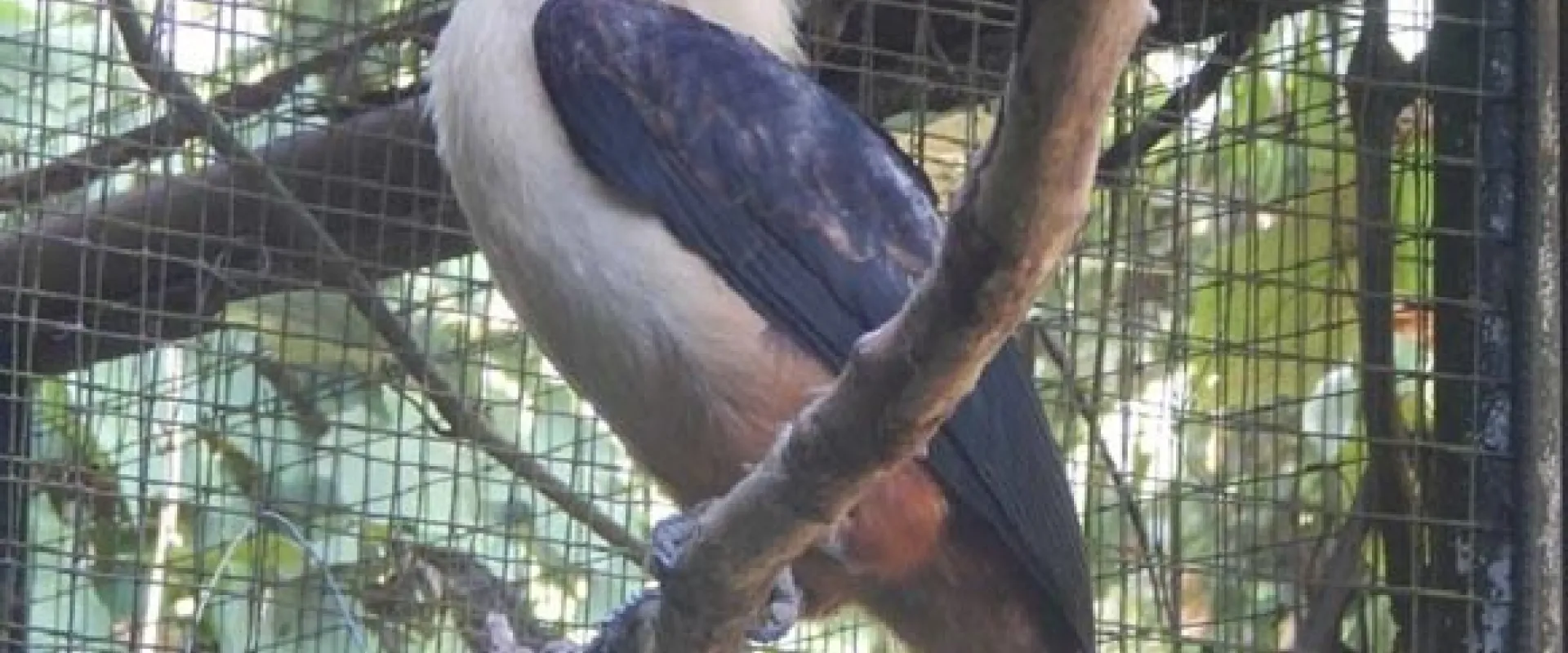 A Visayan Hornbill perched on a tree branch in a wire fence enclosure. This bird has grey wings, a long, hooked grey beak, and a white head and body with reddish splotches around its legs.
