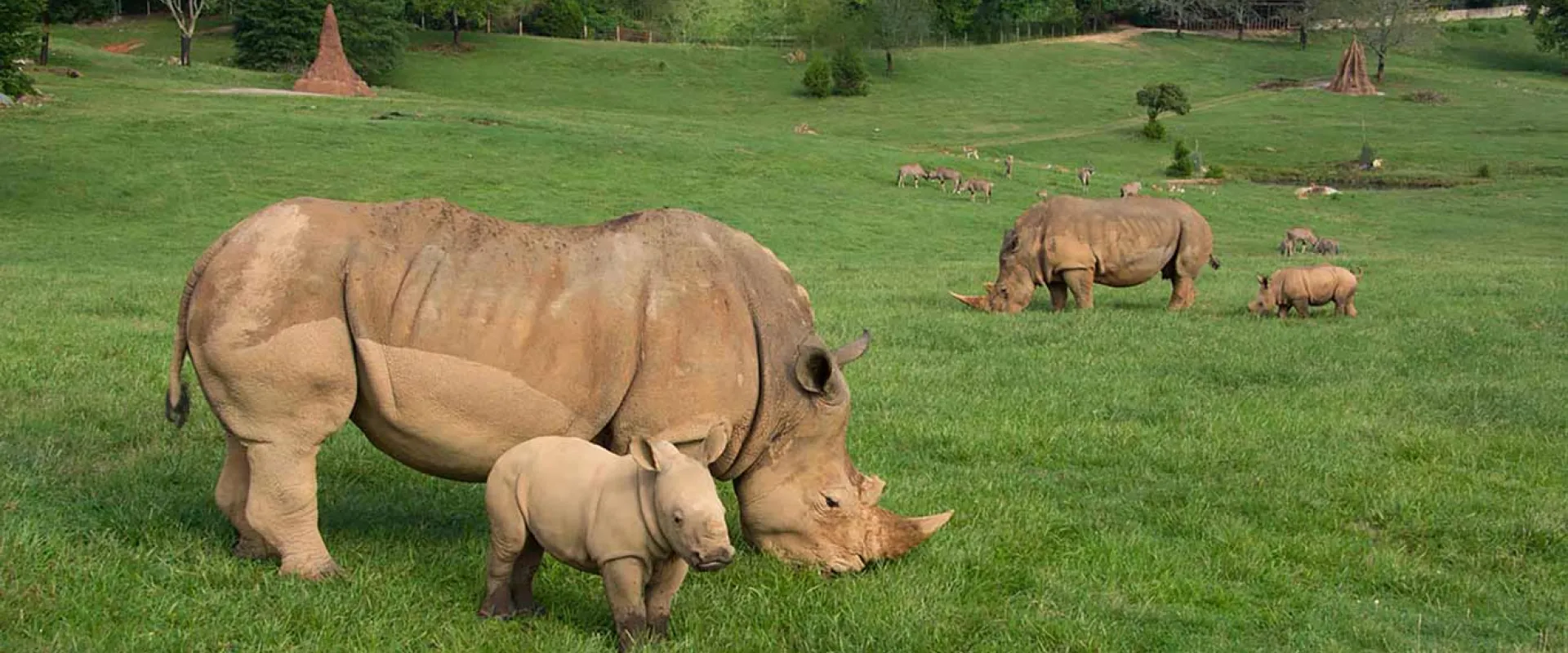 Meet Our Baby Rhinos | North Carolina Zoo