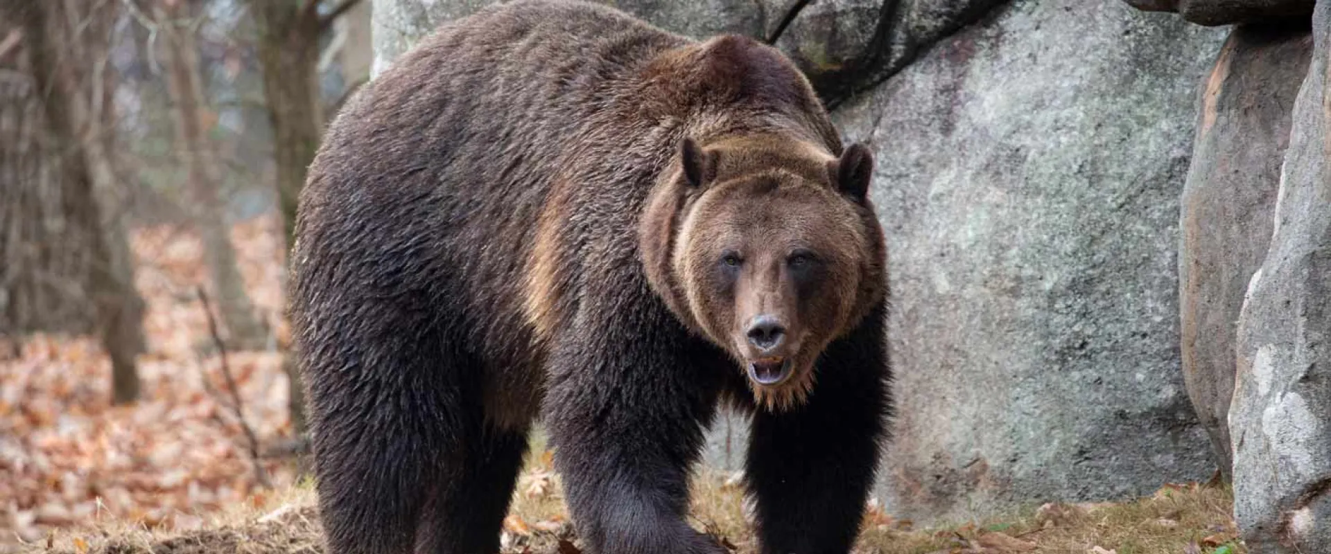 grizzly Ronan