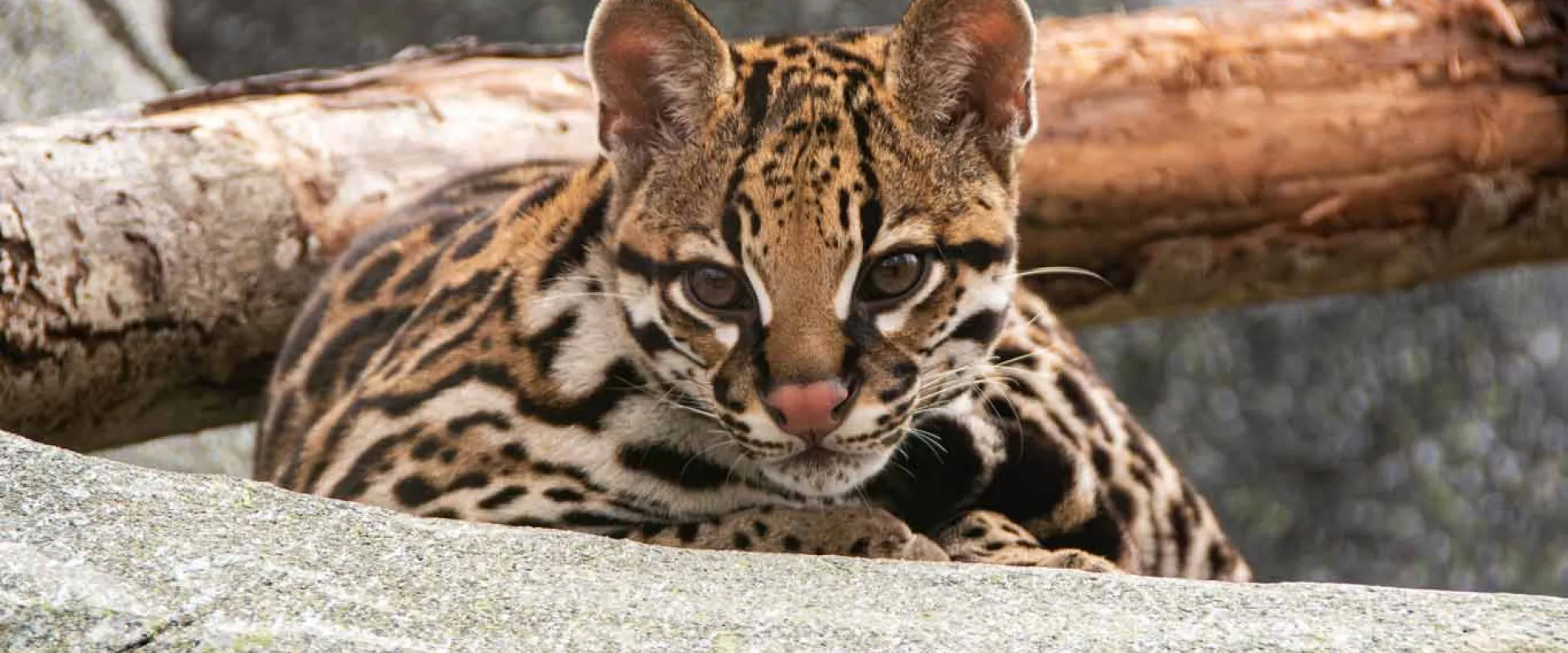 A small Ocelot resting on a rock, showing off its small rounded ears, adorable feline face, and tan fur with distinct back spots and stripes..