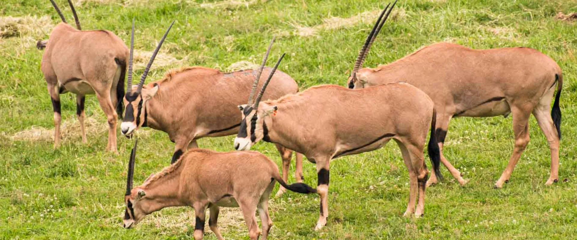 A herd of Fringe-Eared Oryx grazing in an open, grassy field. Their heads are down but their tall, pointy horns are still predominantly seen.