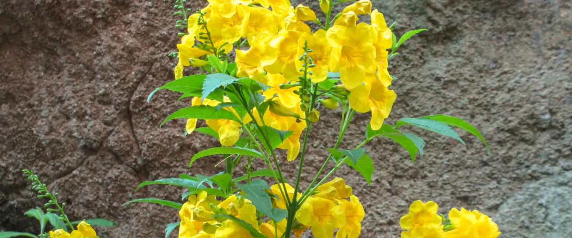 A cluster of Arizona Yellowbells, with bright yellow flowers and green leaves, stands in front of a textured, rock wall. The flowers are bell-shaped and appear in various stages of bloom, with some still tightly clustered and others fully open.