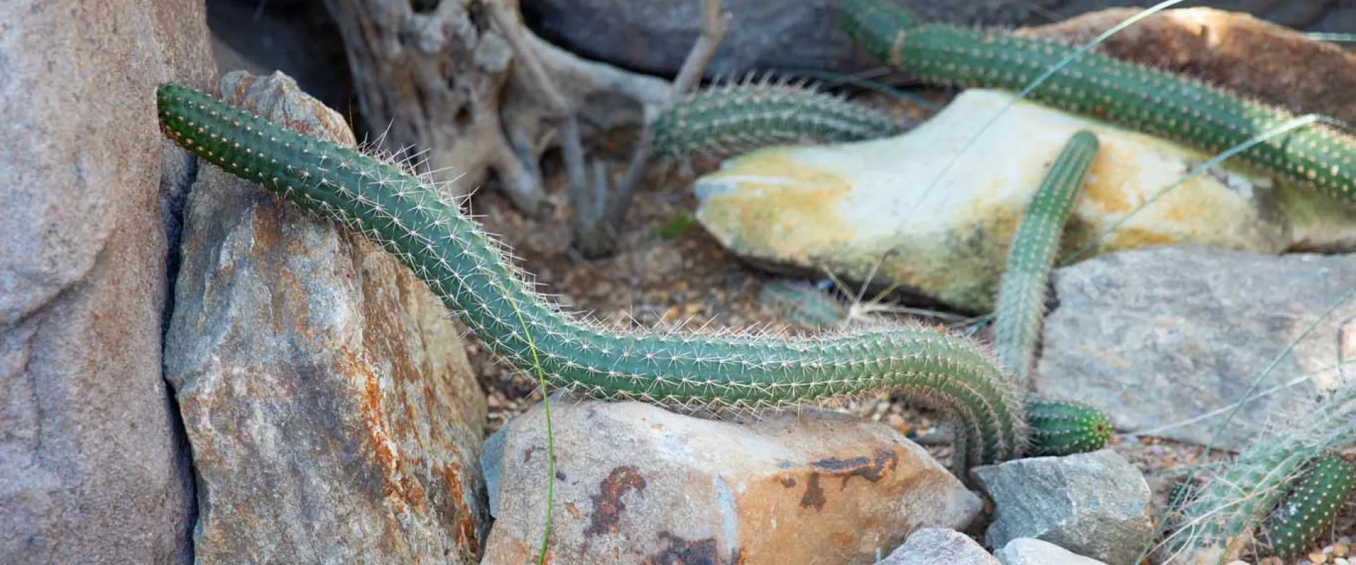 An arid desert environment with a rocky, sandy ground with bright green vines covered in yellow spikes creeping over and around the rocks. A gnarled tree trunk is visible in the far corner.