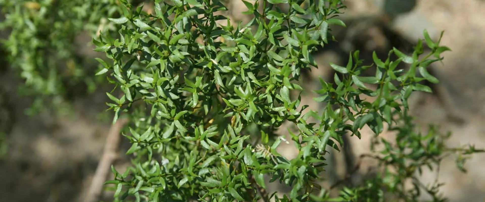 A close-up of a vibrant green shrub with small, spiky, and densely packed leaves. The background is blurred, showing hints of brown soil and other foliage.