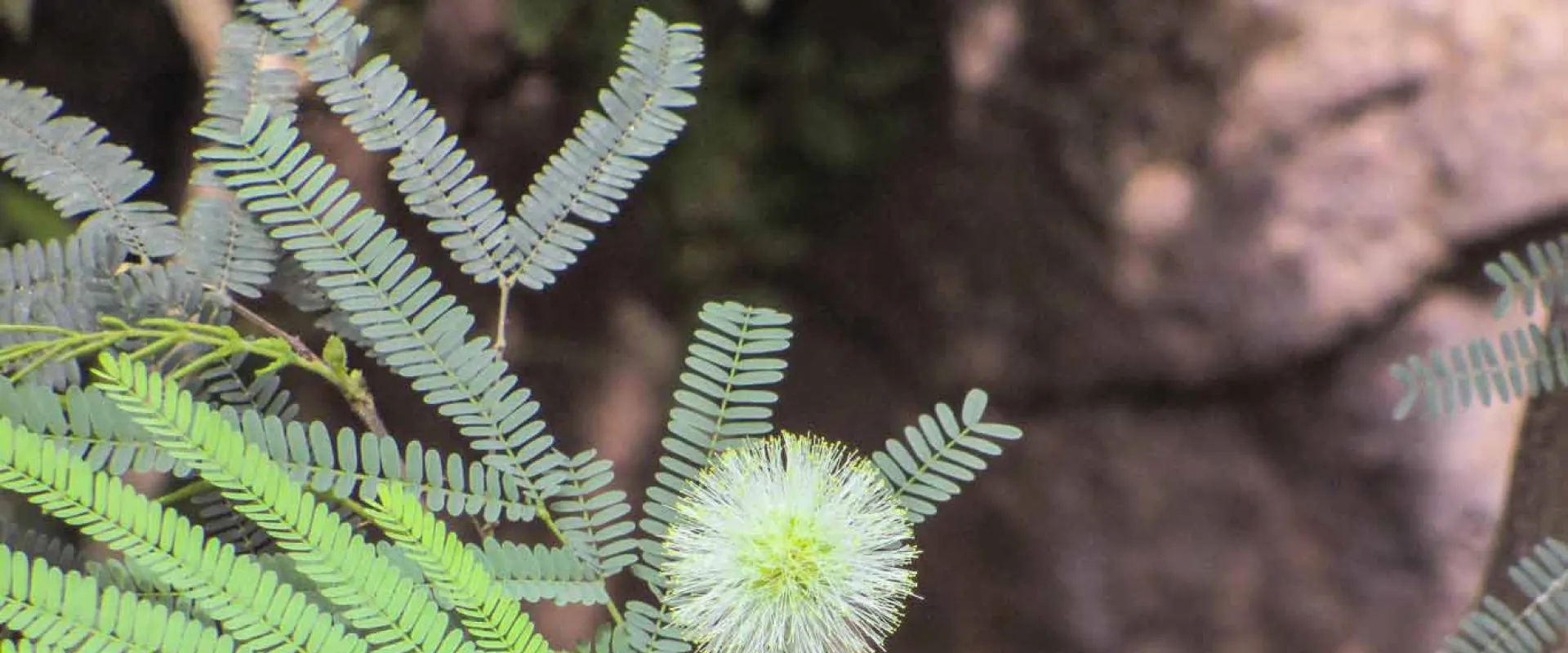 The fluffy, green, spherical flower of a Feather Bush, on a thin, delicate stem. Its leaves are small fronds of even smaller leaves that resemble a fern. The background is blurred, showing hints of brown and green.