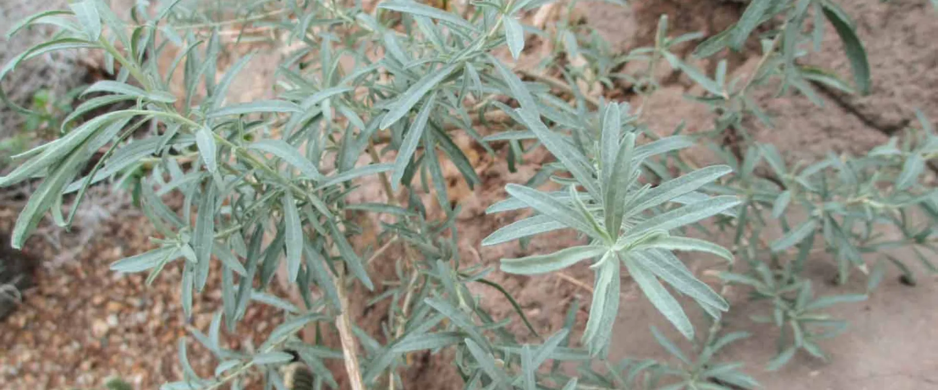A close-up view of a plant with slender, silver-green leaves, possibly Fourwing Saltbush, growing in arid, rocky soil. The leaves are elongated  with some reddish stems visible among them. In the background, there are hints of larger rocks and sandy ground.