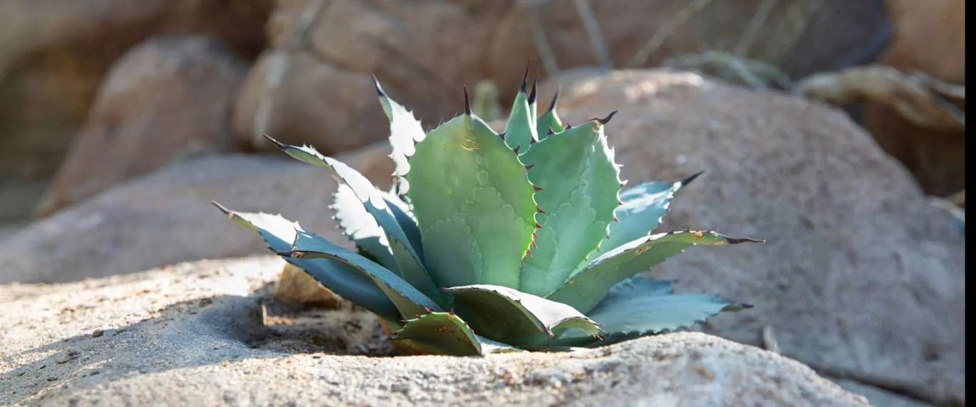 A small Mescal Agave plant growing on top of a large boulder. This succulent plant has flat, oval shaped leaves and sharp points on each tip, that grow in layers that form a dome shape.
