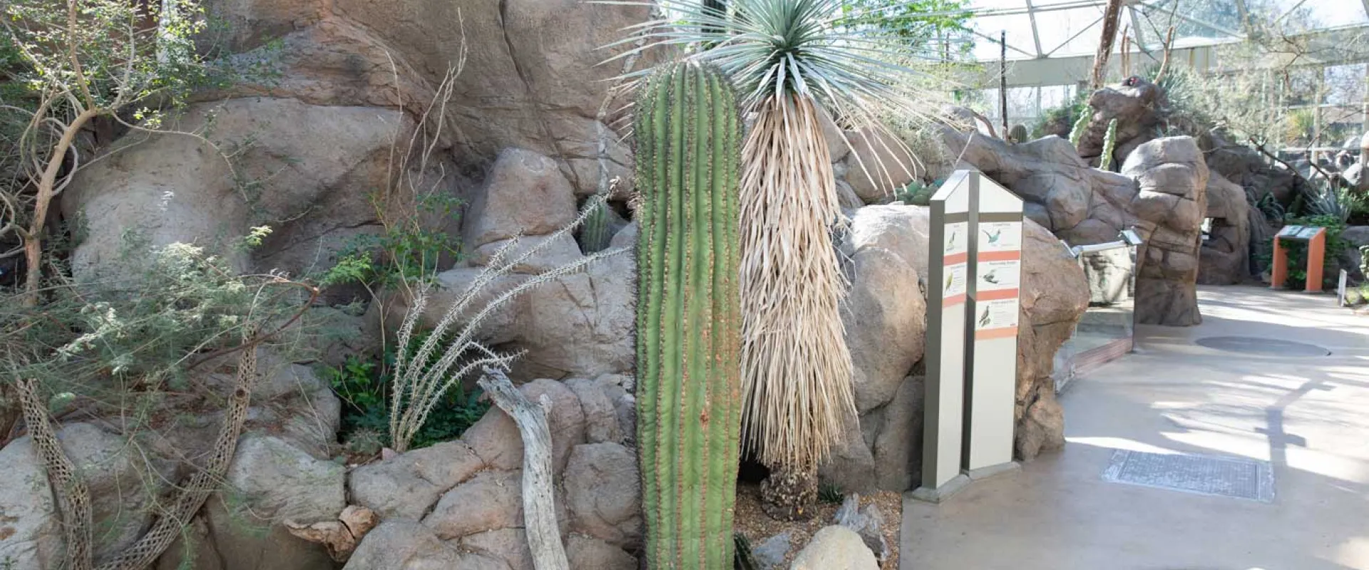 An indoor desert exhibit is captured, featuring a large, tall columnar cactus in the foreground. To its right, a spiky yucca plant stands next to an interpretive sign. The plants are surrounded by various sizes of rocks, creating a desert landscape. In the background, a path winds through it which is housed under a large, glass-domed structure with visible white support beams.