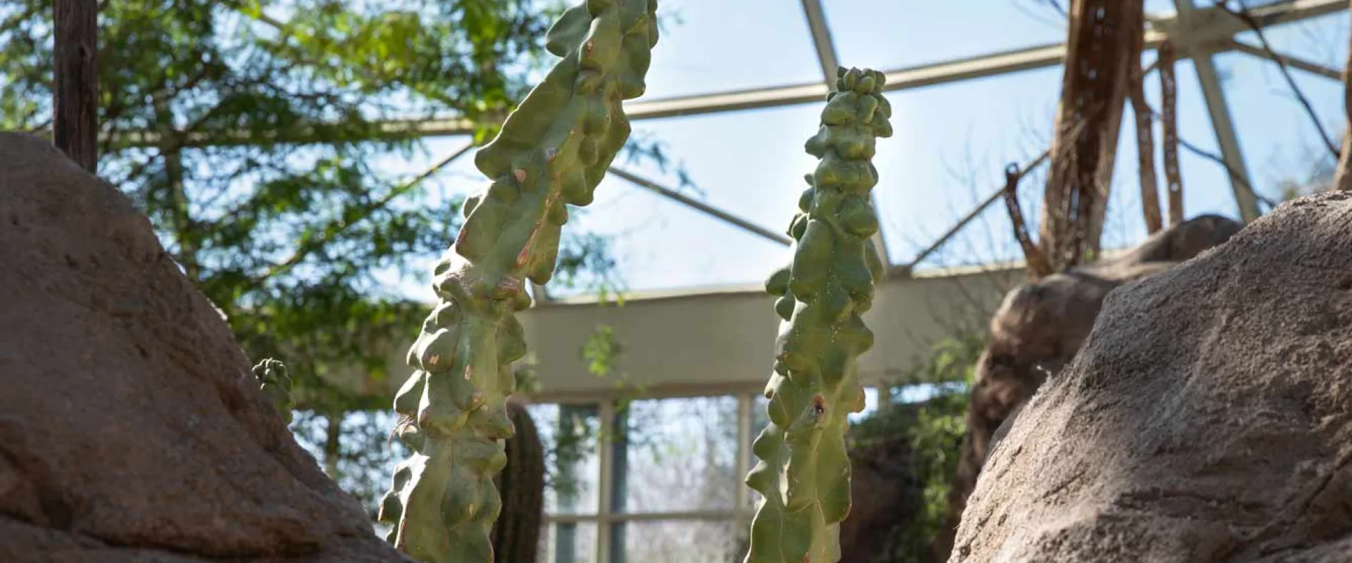 Totem Pole Cactus