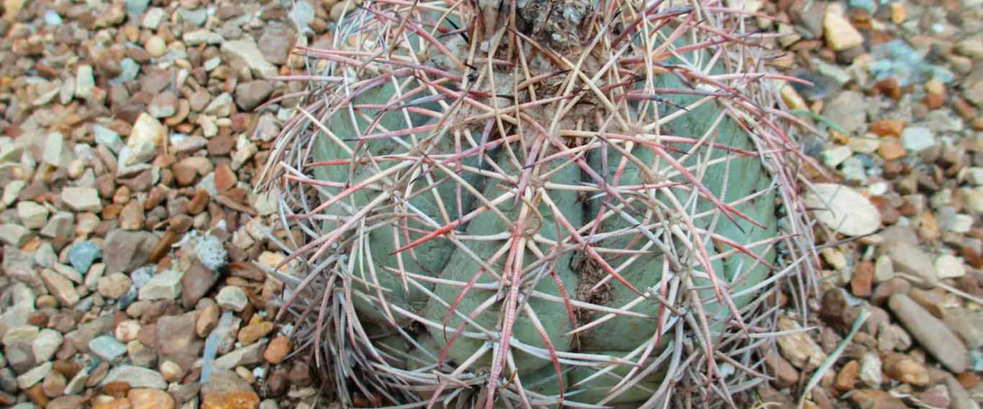 A round, barrel-shaped cactus is seen from above, resting on a bed of small, reddish-brown rocks. The cactus is light green with prominent ridges and long, reddish-gray spines.