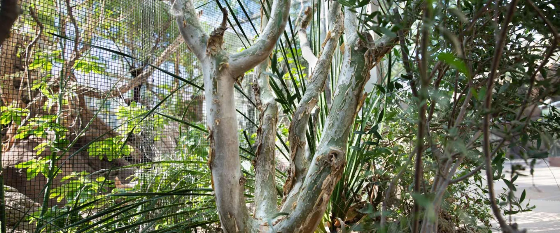 A large, light-barked tree with multiple gnarled branches dominates the center of the frame, surrounded by lush green foliage. To the left, a wire mesh enclosure is visible. The foreground features darker ground cover and some blurred green plants.