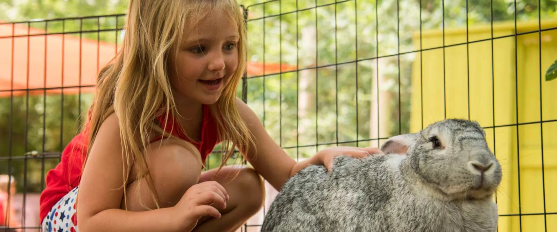 A young girl crouched in a metal outdoor pen petting a large, light grey Flemish Rabbit, one of the zoo's animal ambassadors.