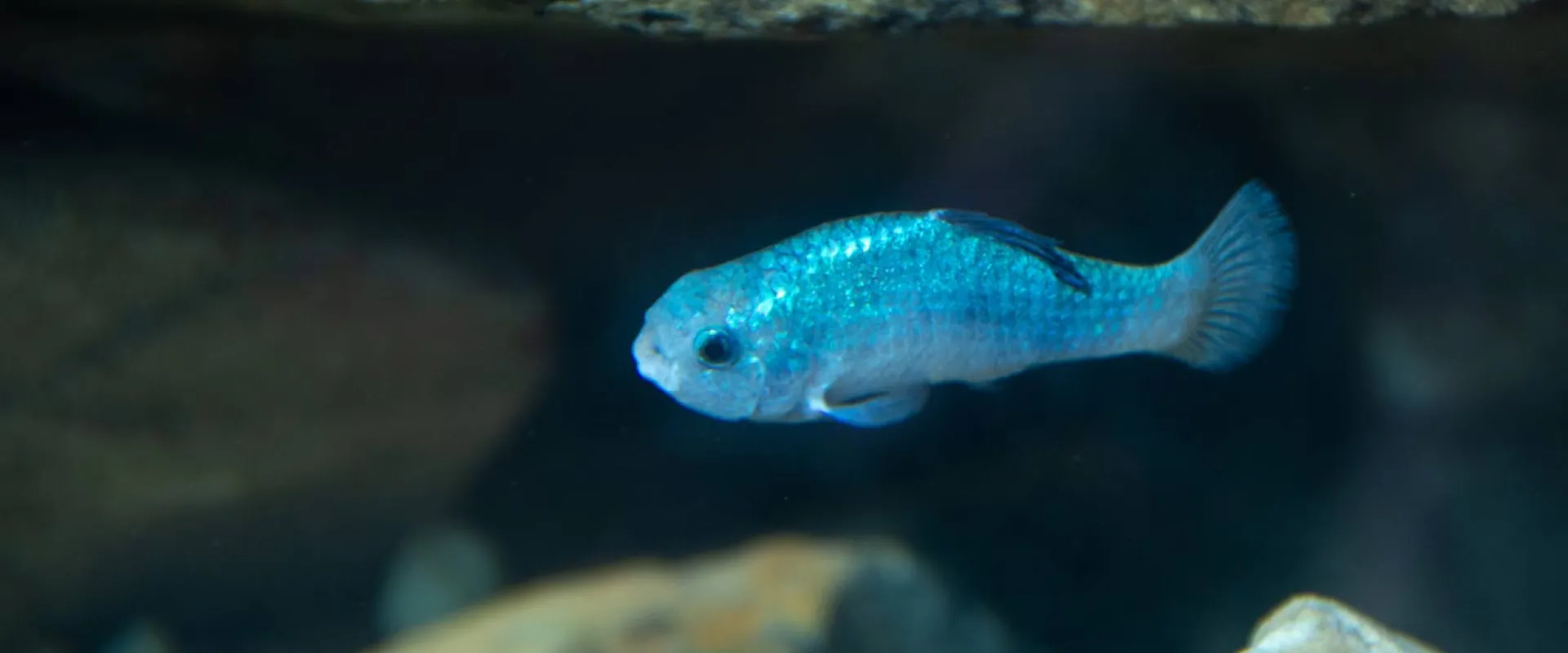 A tiny, bright blue Desert Pupfish swimming beneath a rock in clear water.