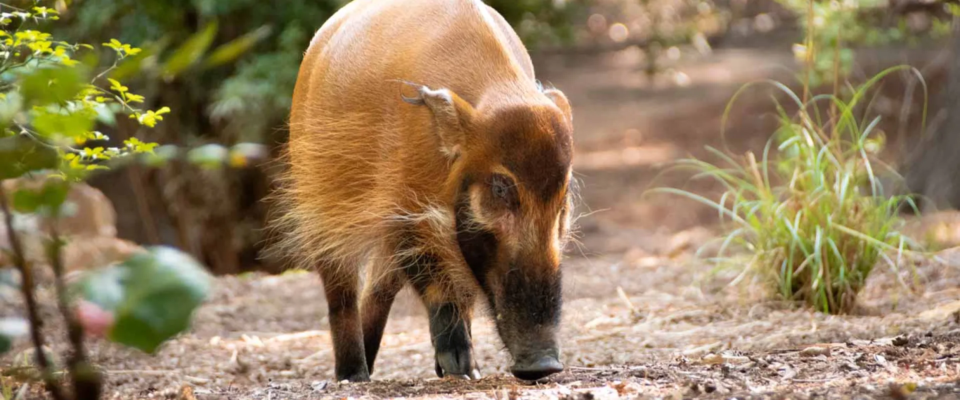 A Red River Hog snuffling through the dirt with its long, fuzzy snout in a mulchy area that appears to be in a forested area.