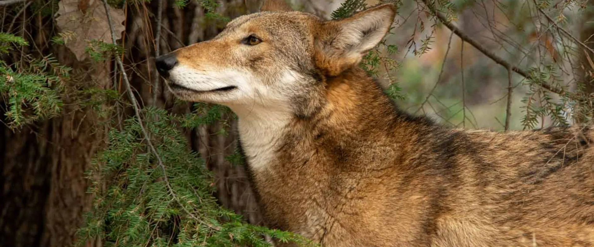A Red Wolf with a mix of brown and gray, fur stands in a forested landscape, looking alertly to its right. The animal has pointed ears and a bushy tail, and lush trees are visible in the background.