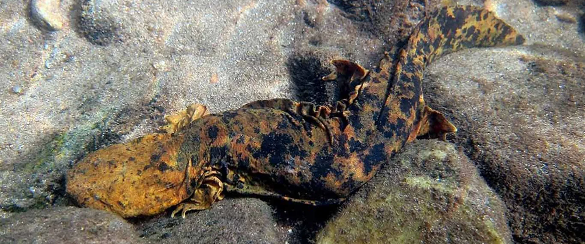 A long, mottled brown and black patterned amphibian with a flat, rounded head called a Hellbender laying camouflaged on some rocks.