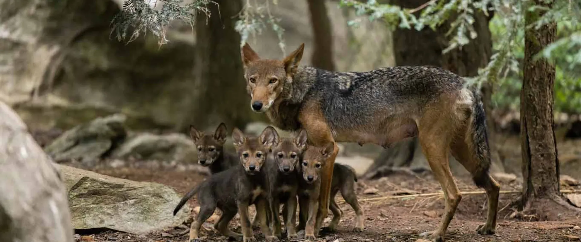 A mother Red Wolf standing protectively over her four small pups who are huddled together next to a rock in a forested area.