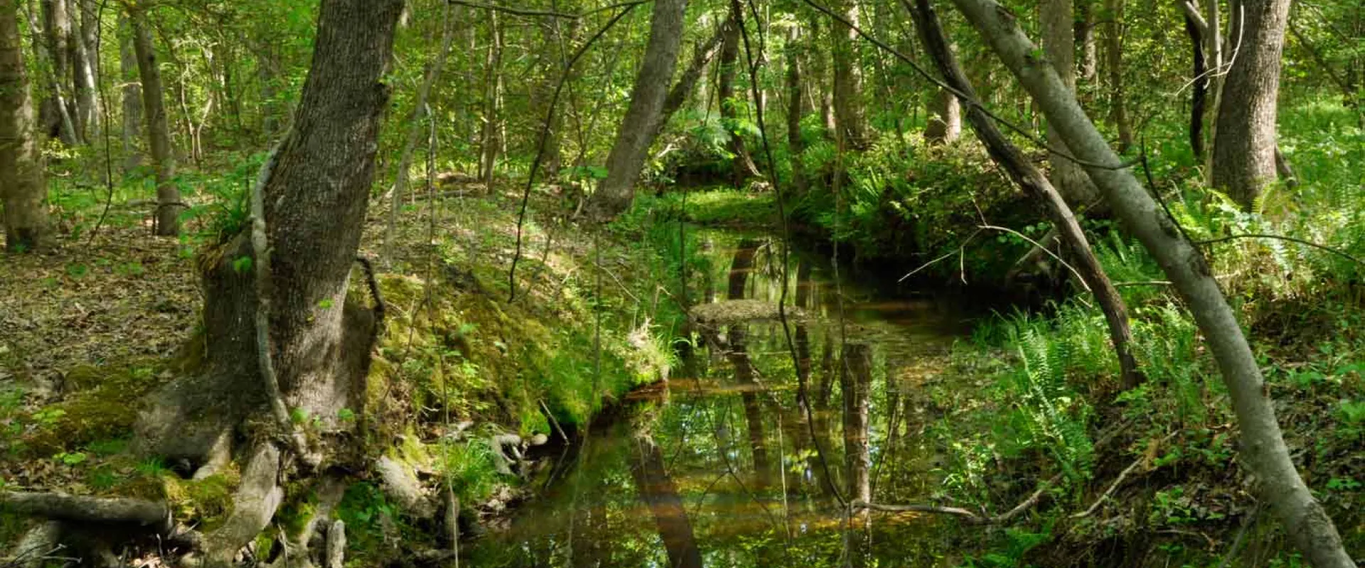A panoramic view of a dense, green forest. A small, winding creek flows through the middle of the scene and is lined by trees and shrubs on both sides.
