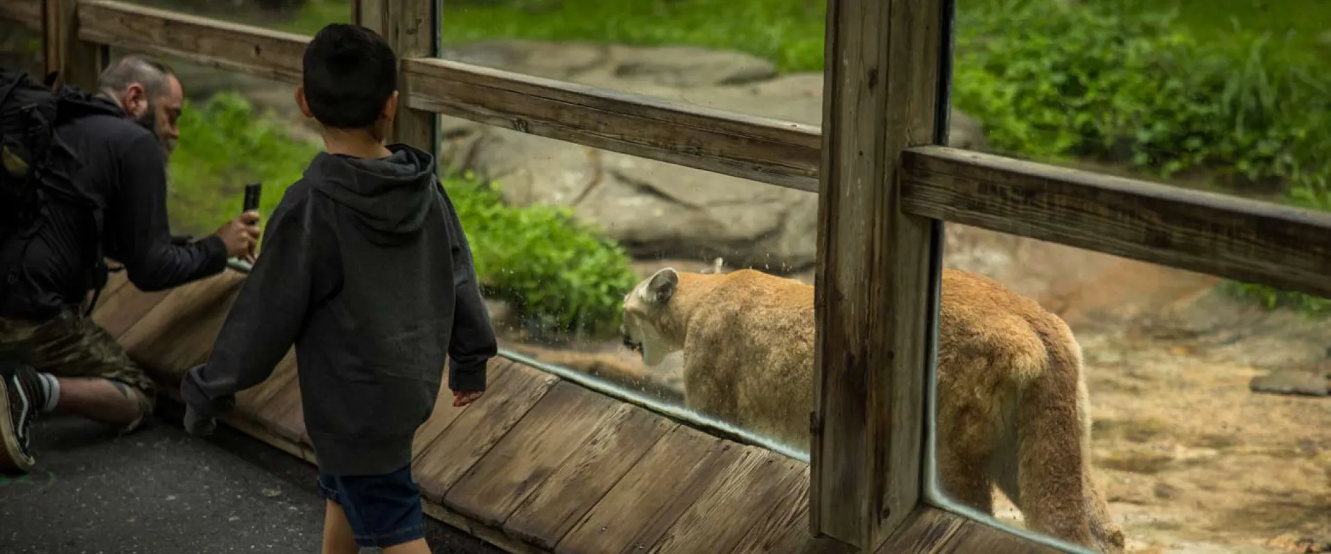 A young boy with dark hair walks past a man crouched and taking a picture of a Cougar, a large, fuzzy, brown cat that is walking just on the other side of a glass wall.