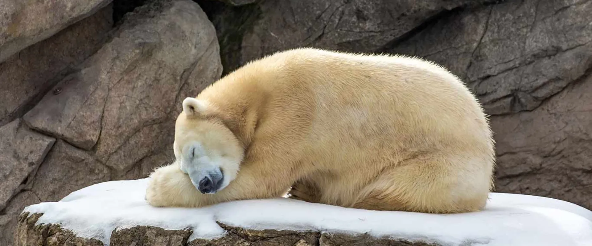 A Polar Bear sleeps curled in a ball with its head resting on its paws on top of a snow covered rock. A large rock wall stands in the background.
