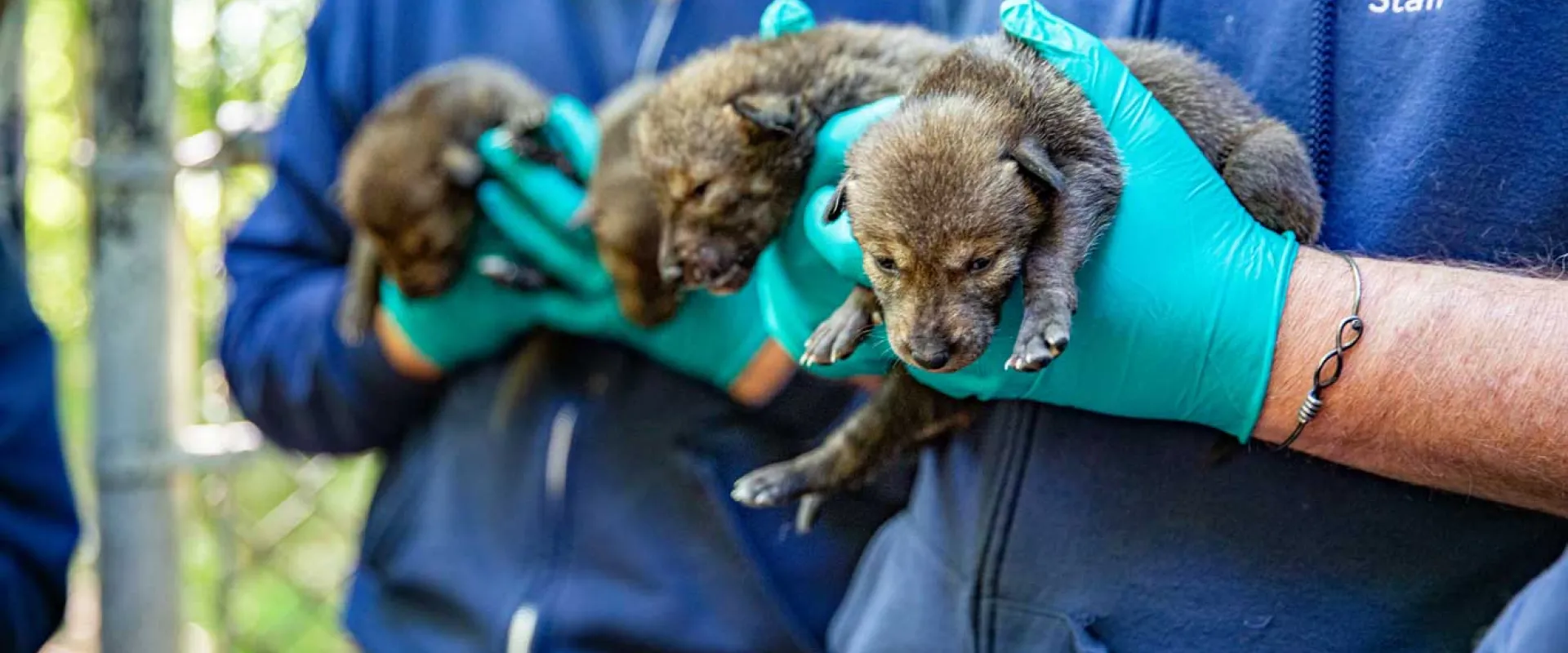 Two male torsos, wearing NC Zoo jackets and holding four small red wolf pups in their gloved hands. Trees and a chain link fence are visible in the blurred background.