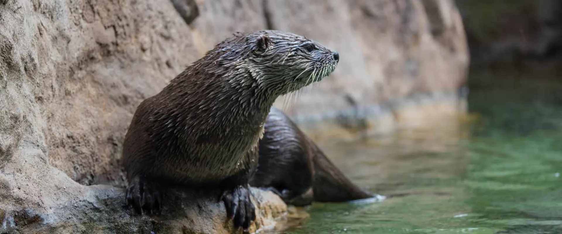 A fuzzy brown otter with small, rounded ears, lanky body, and long tail, perches on a small rocky ledge next to a pond.