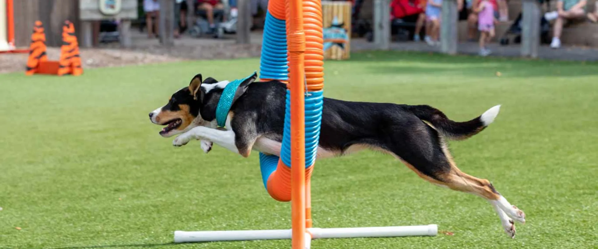 An athletic short-haired, black, brown, and white dog jumping through an orange and blue striped hurtle ring hanging between two orange metal racks  at the NC Zoo Dog Show.